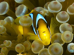 Red Sea Anemone / Clown fish at home. Olympus E-300 50mm ... by Thomas Roesler 